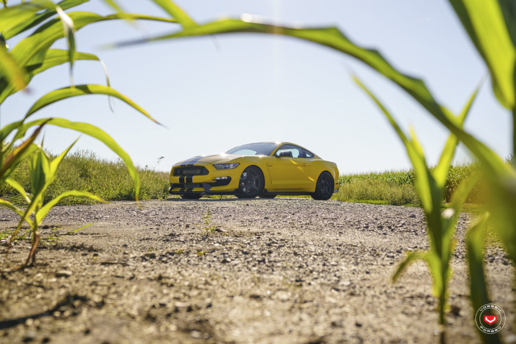 쉘비 GT350